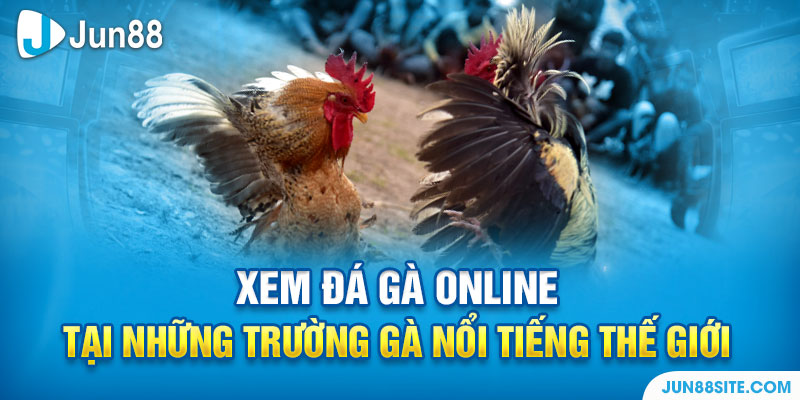 Xem Đá Gà Online Tại Những Trường Gà Nổi Tiếng Thế Giới